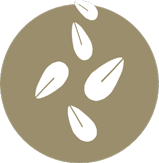 Sésamo
